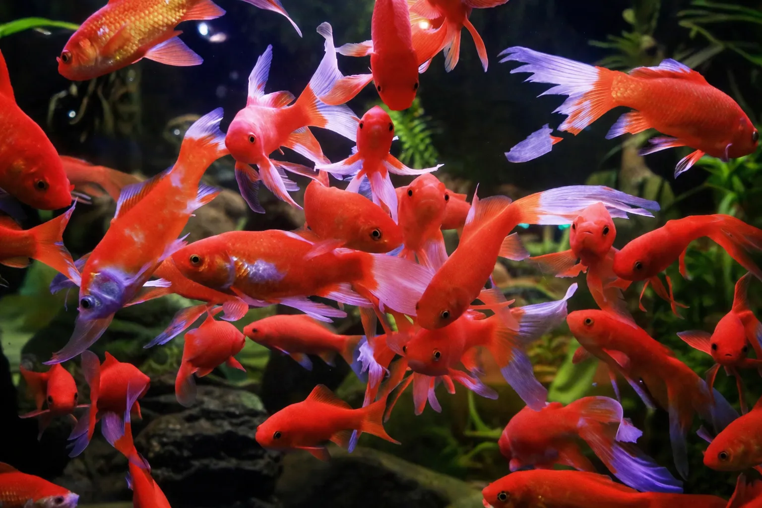 Surtido de más de 150 especies ornamentales