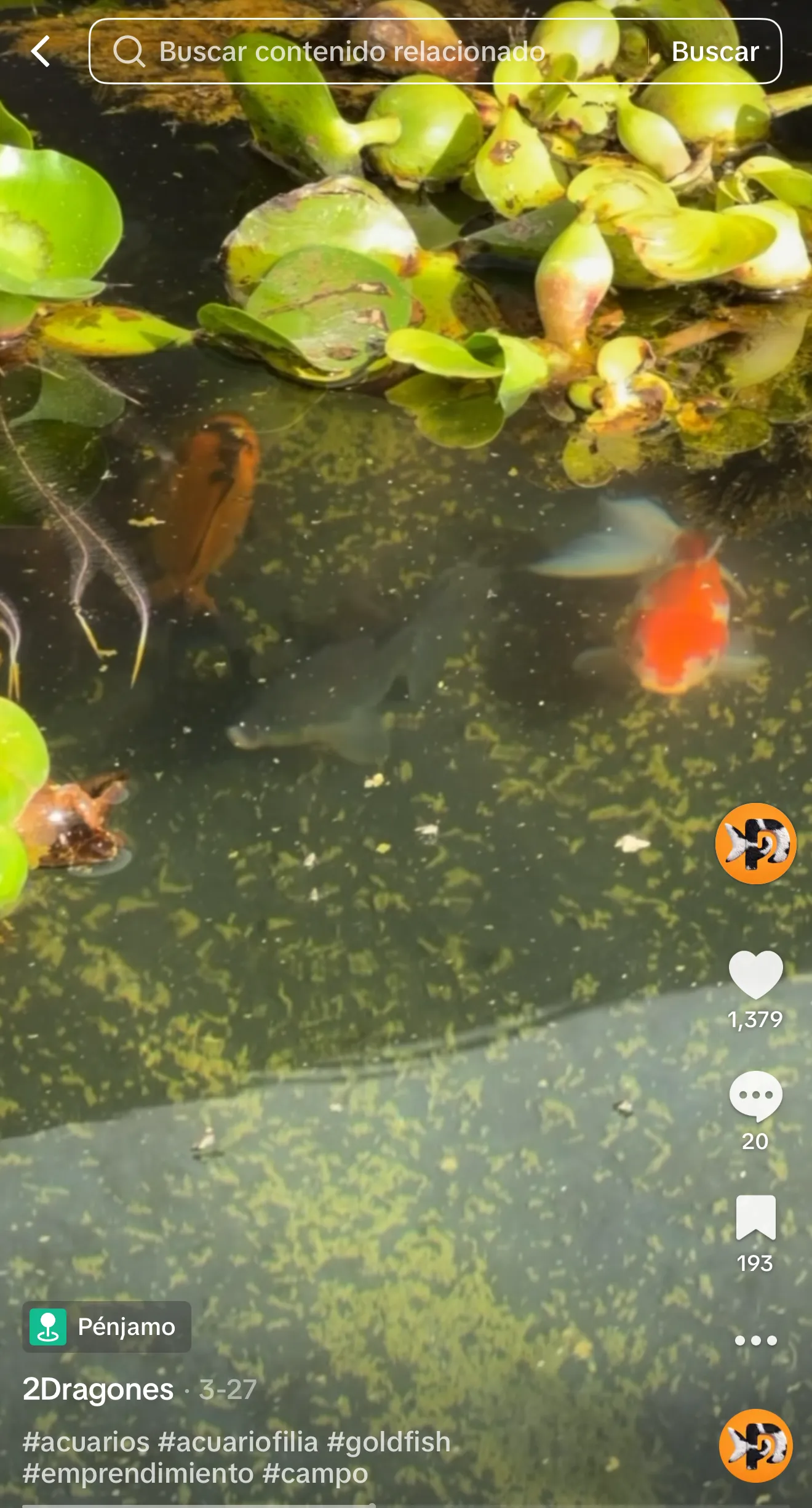 Reproducción de Goldfish